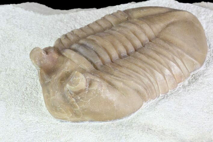 Prone Asaphus Cornutus Trilobite - Russia #89058